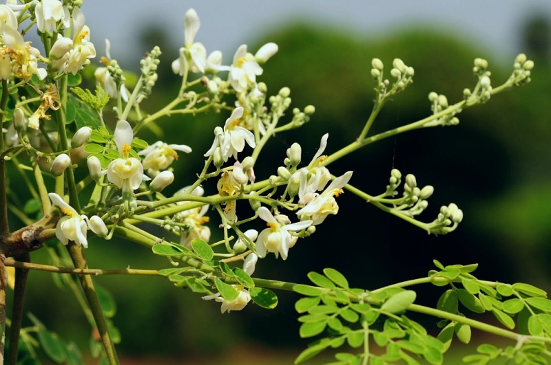 This image has an empty alt attribute; its file name is moringa-drvo.jpg