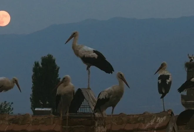 ПРОГНОЗИТЕ НЕ СЕ ОСТВАРИЈА: „СИЛЈАН“ НЕ ВЛЕЗЕ ВО ТОП 15 ФИЛМОВИ ЗА ОСКАРОВСКАТА ТРКА